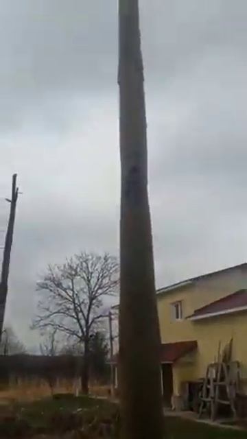 Дерево Павловния 2 года. Первый год после технического