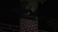 Очень напряжённая история 🐱 (звук)