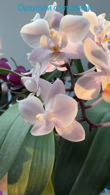 Обещаю не покупать больше одной орхидеи. #orchidcare #orchid #ц?