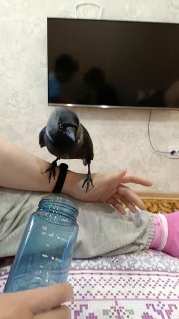 Галчонок Кеша