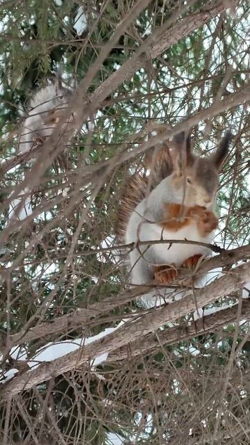 Две белки синхронно едят орехи. Two squirrels eat nuts at the synchronous