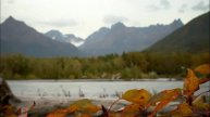 Почему рыбы в аквариуме сходят с ума от этой мелодии - Back On The Road Again -- Scott Holmes Music