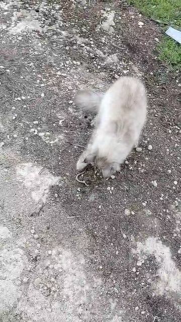 Кошка ловит змею-медянку