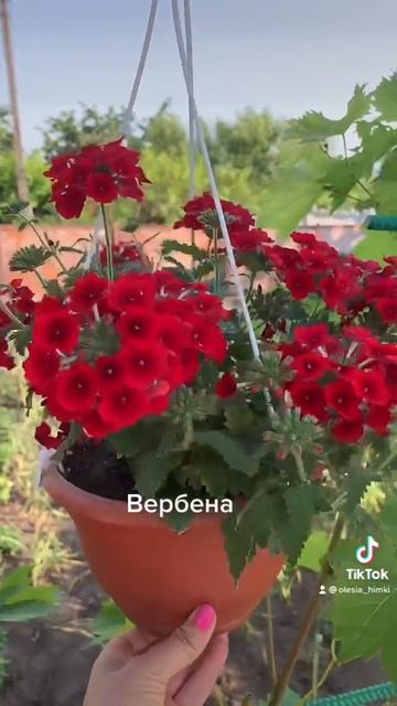 Вербена