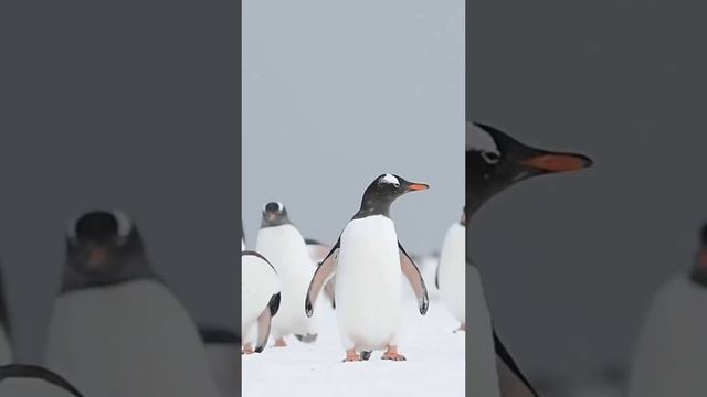 Как прекрасен этом мир!!!