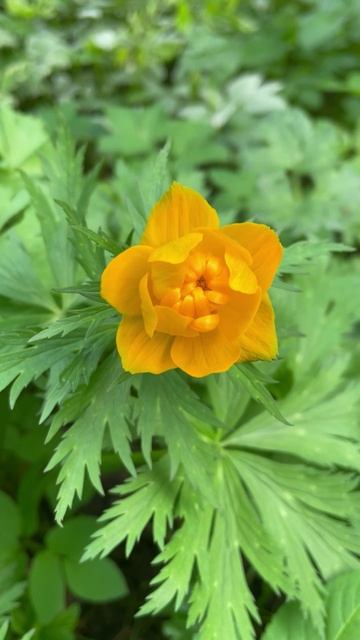 Купальница азиатская, или огонёк азиатский #цветы #garden #садиогород