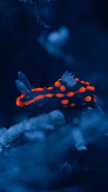 Nembrotha 🧬