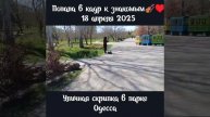 Уличная скрипка в парке