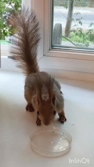 Белка Мася на моем окне ( ест и пьет) #животные #squirrel
