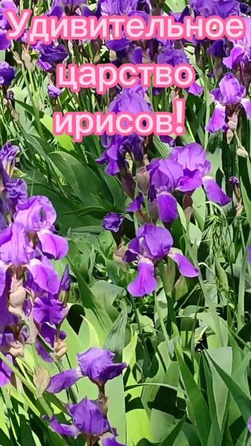 #ирисыцветы    Удивительное царство ирисов!