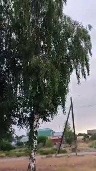БЕРЁЗКИ!🍃🌞#любительскоевидео #березы#рек