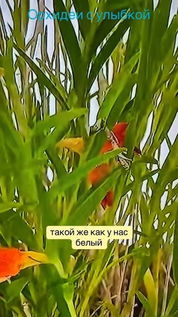 Мучнистый червец впереди планеты всей #orchidcare #orchid #муч?