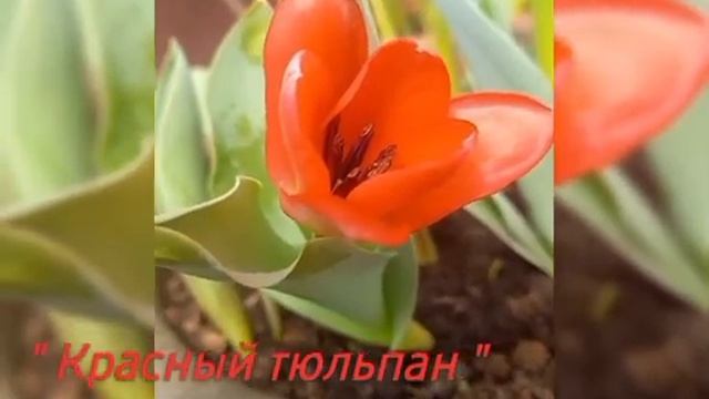 Авторская песня  " Красный тюльпан "