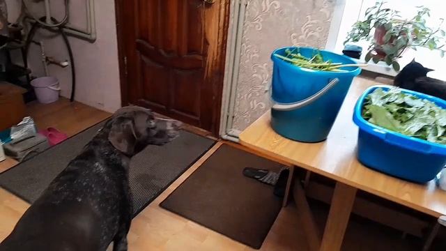 Заготовка щавеля  на зиму.