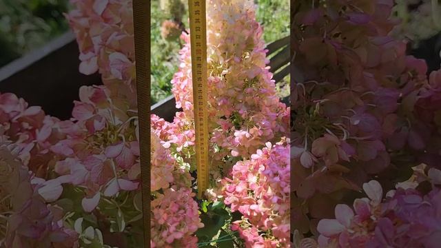 #гортензия #gardenflowers #сад #gardenplants #garden #растения #flowers #сад