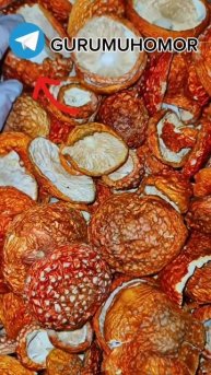 🍄зачем лиса ест мухомор❓ #грибы #микродозинг #flyagaric #м