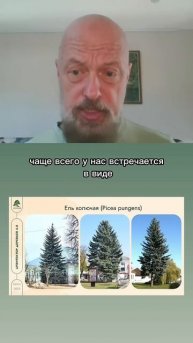Особенности ели колючей