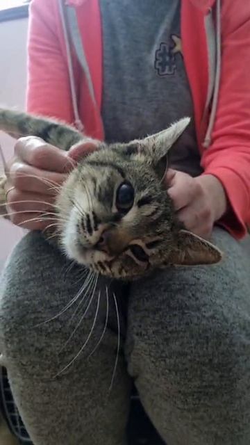 Самая ласковая кошка в мире! Идёт дом!