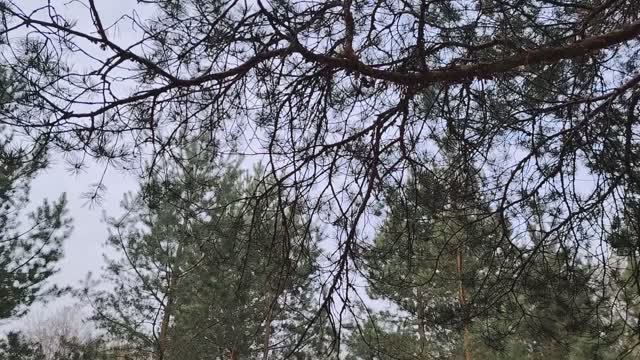 "Крепостной театр" в работе по найму в организации