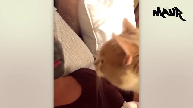 ЗАБАВНЫЕ МОМЕНТЫ С ЖИВОТНЫМИ