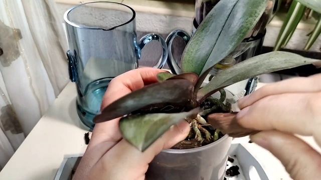 🟠Пересадка 🌸ОРХИДЕИ из торфяного стаканчика🗑️КАК