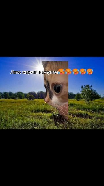 Много спала много ела🥵#рек #рекомендации #кот #хнык #х?