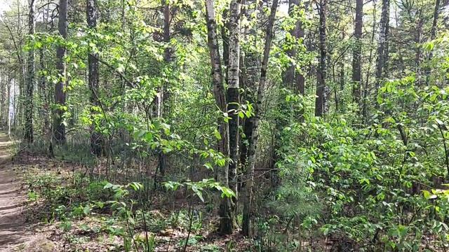 В лесу: это лесной рай! Сибирский лес 🌳 зимой летом и в чем особенности мировосприятия сибиряков