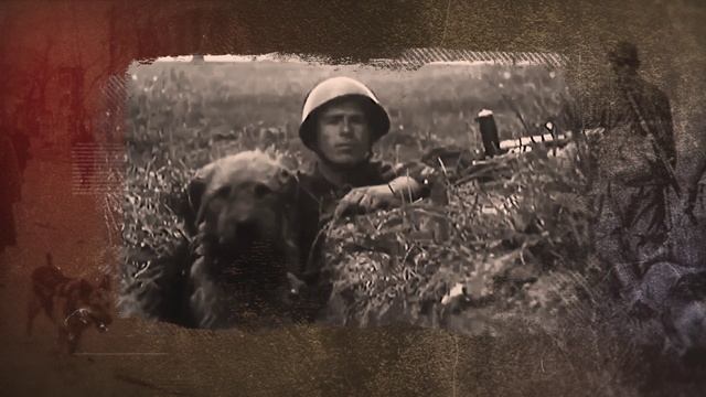 Собаки Победы.Собаки-разведчики.
