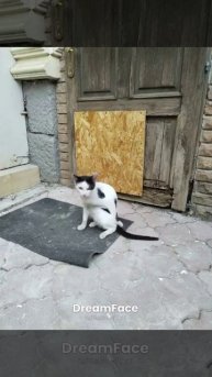 //котиканиме//