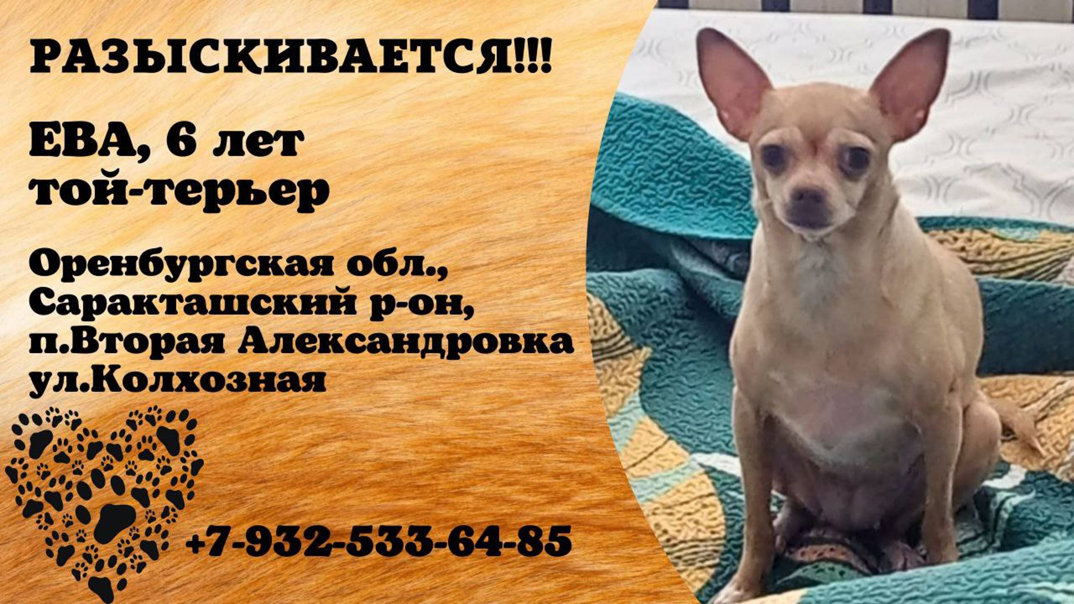 Пропала собака! ЕВА. Той-терьер. Оренбургская обл, Саракташский р-н, п. Вторая Александровка