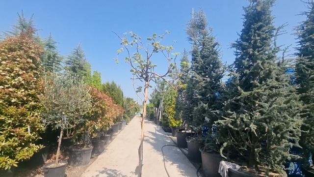 Актинидия CHINENSIS, CLT 35, TETTO