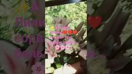 ✨А я для Лилии❤сорвал три белых лилии🌸#красиваядев?