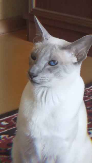 Кот сиамский ориентал / Этот взгляд
