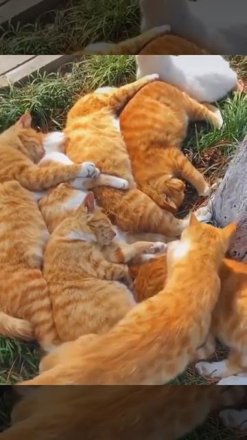 Рыжая красота 🐈😉😴