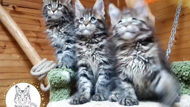 Котята мейн-кун