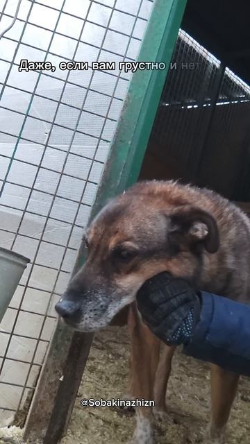 Вы счастливы, если у вас есть собака#счастье#счастливы