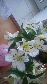 Лилии- любимые цветы