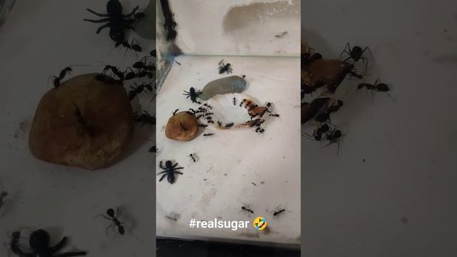 Муравьи едят глюкозу #ants #camponotuscompressus #формикарий #мура?