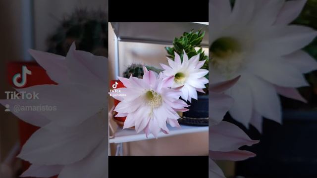Эхинопсис - жизнь в один день 🌀🌀🌀