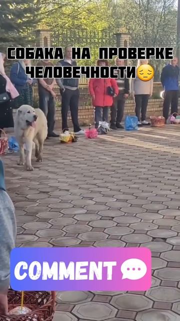 собака на проверке человечности #животные #пасха #соба