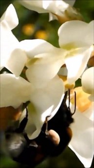 Bumblebee on acacia / Шмель на акации #shorts