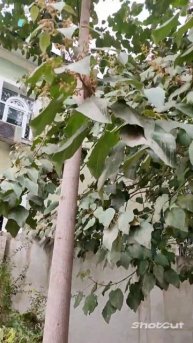 павловния 2 йил