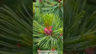 Отдых на Камчатке смотреть бесплатно всем