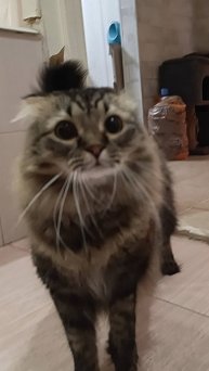 Эдуардо успокойся #кот #cat #shorts