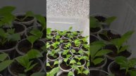Черенки гортензии дали корни. Первое кормление. Обзор