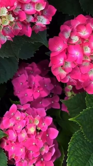 #hydrangea#macrophylla#hortensia#гортензия#garden#гортензія #shorts#アジサイ