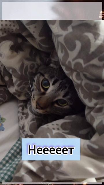 КОТИК И НОВЫЙ ГОД!#котики #новыйгод #оливье #здоровье #к