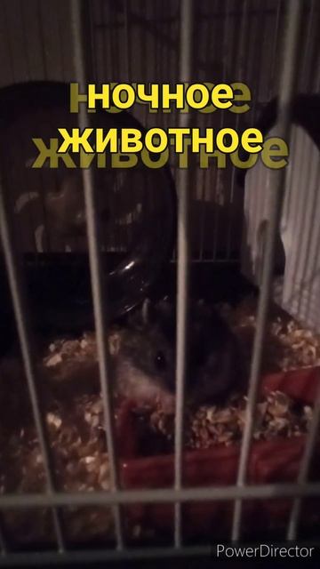 Хомяк смотрит и ест. Все спят. Ночное животное #shorts #shortv