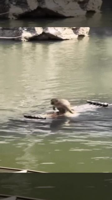 На маленьком плоту