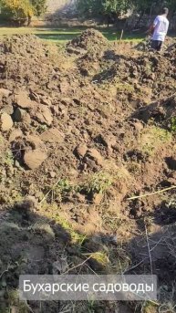 Тысячи лет садоводы Бухары закрывают кусты граната не